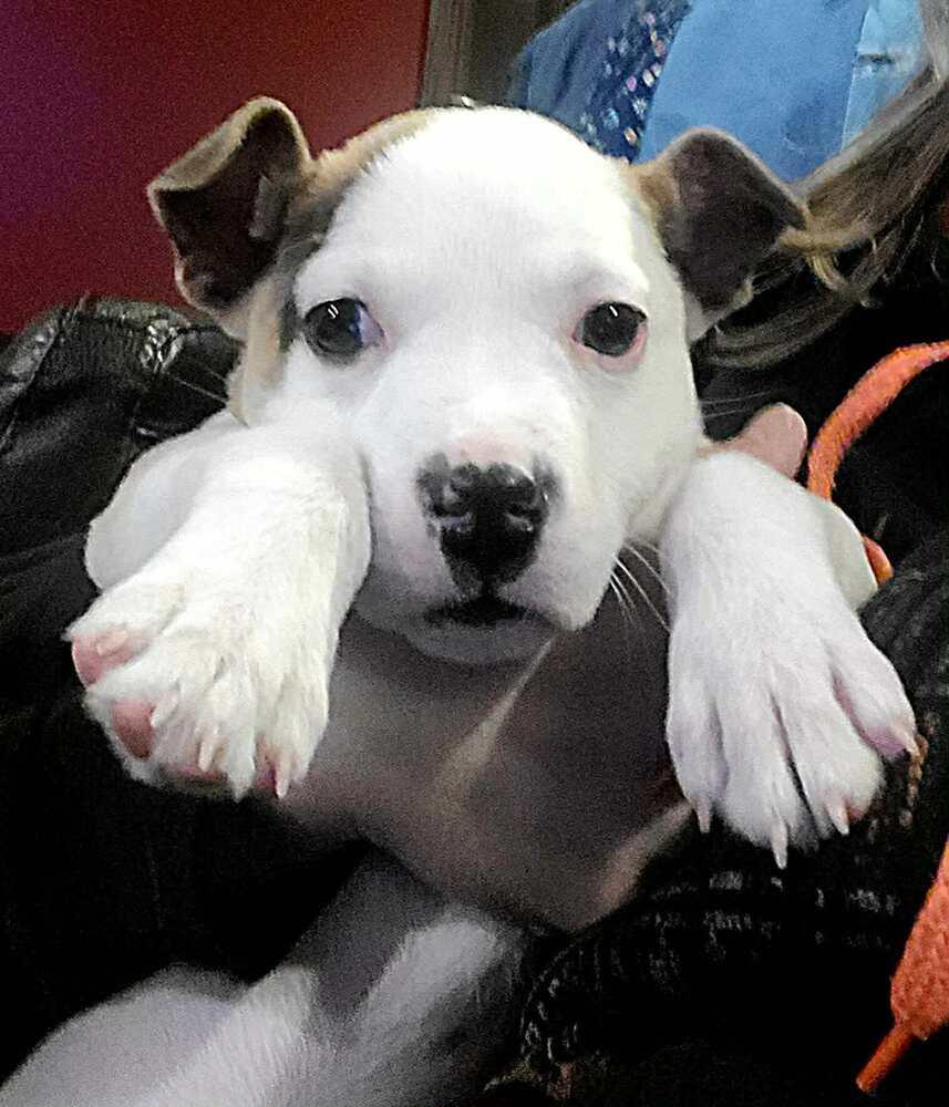 Enlarge Valentine, a Adoptable mixed breed in Rockland, WI image 5/6