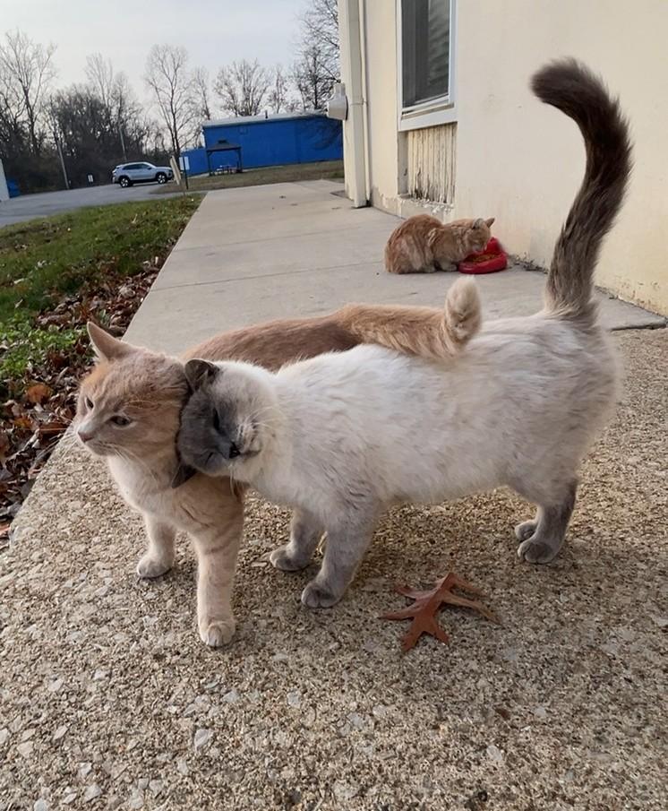 Enlarge Meredith (her son is McSteamy), a Adoptable Siamese in Columbus, OH image 5/6