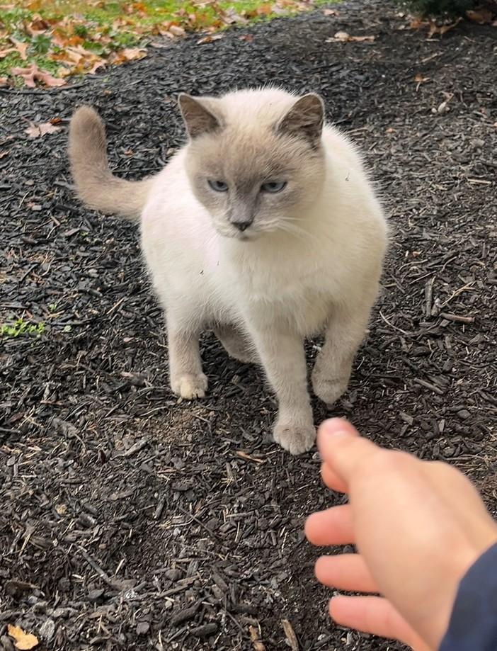 Enlarge Meredith (her son is McSteamy), a Adoptable Siamese in Columbus, OH image 4/6