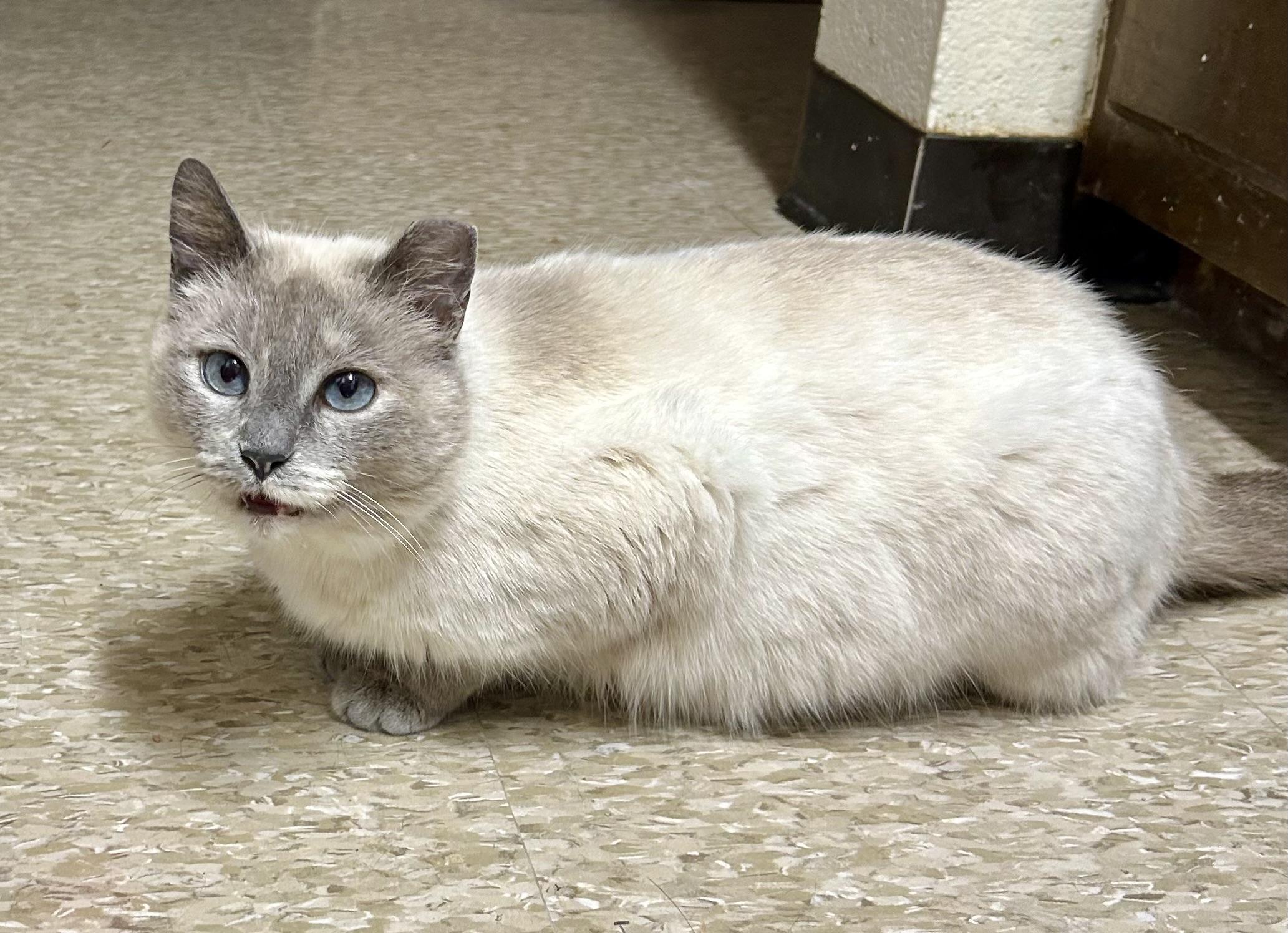 Meredith (her son is McSteamy), Adoptable, Young Female Siamese.