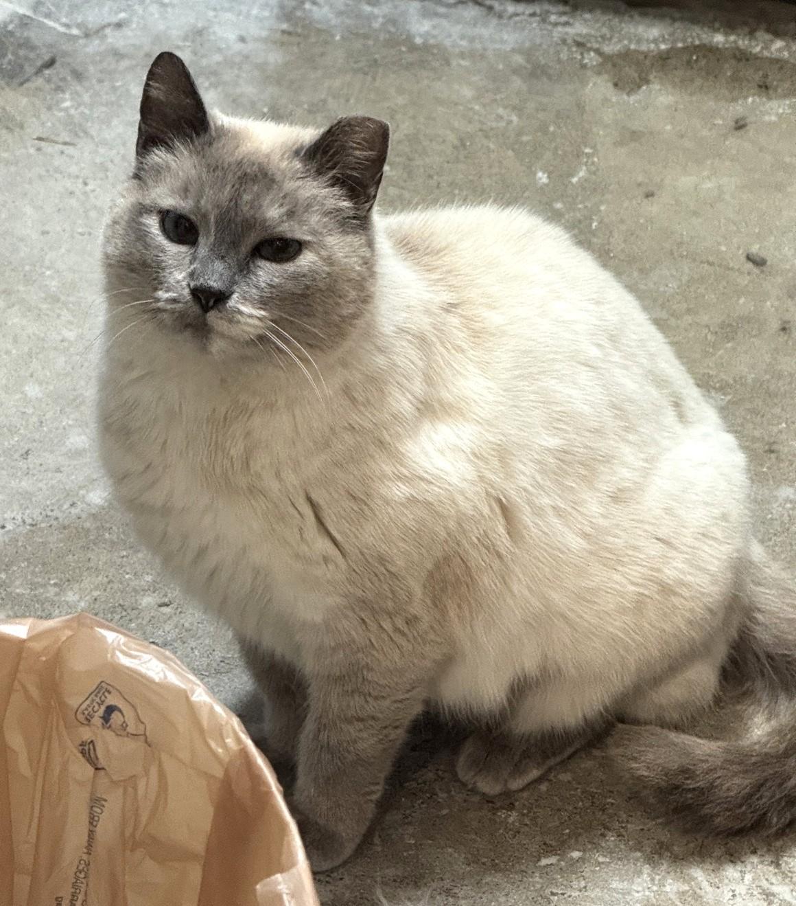 Enlarge Meredith (her son is McSteamy), a Adoptable Siamese in Columbus, OH image 2/6