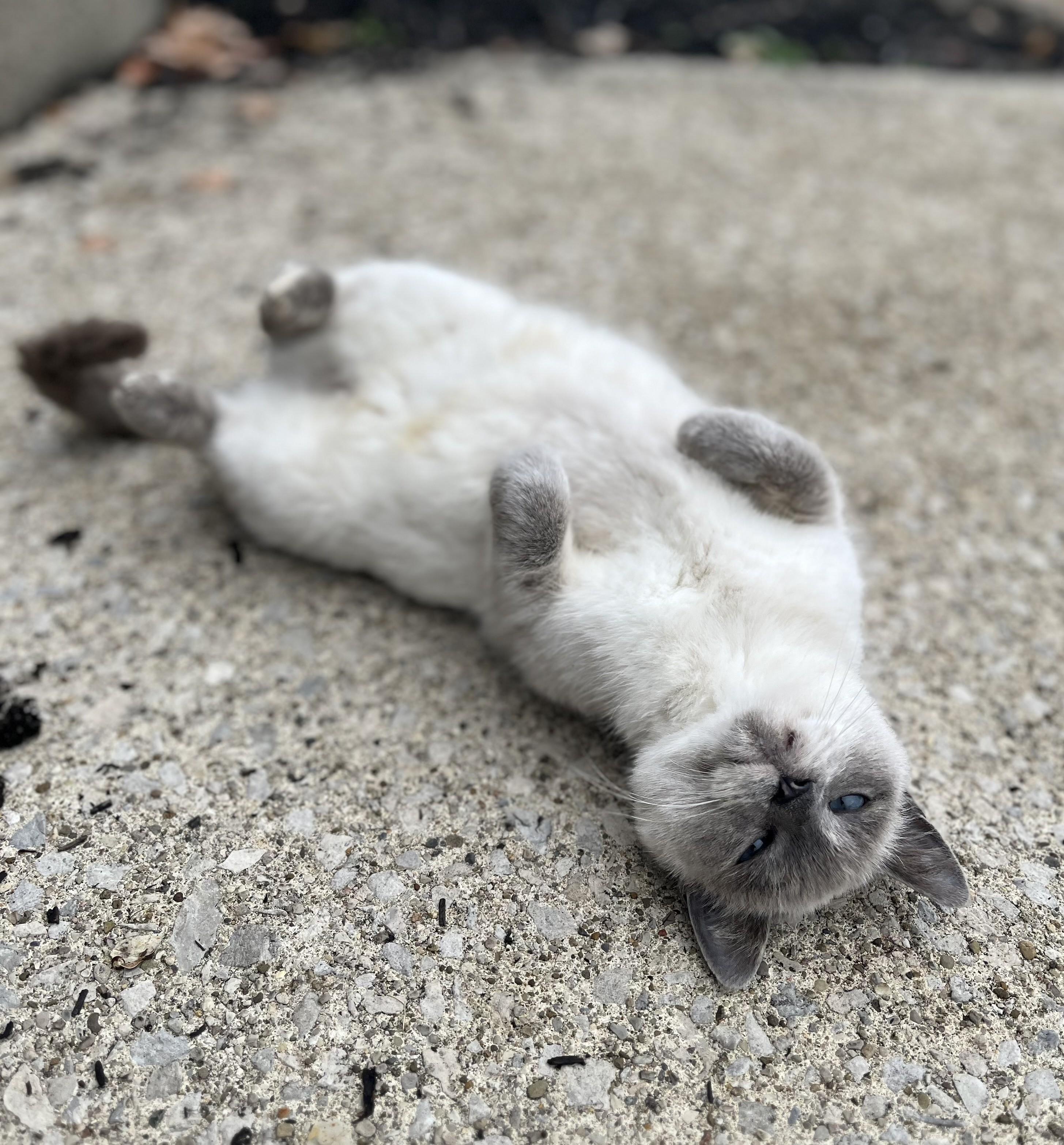 Enlarge Meredith (her son is McSteamy), a Adoptable Siamese in Columbus, OH image 6/6