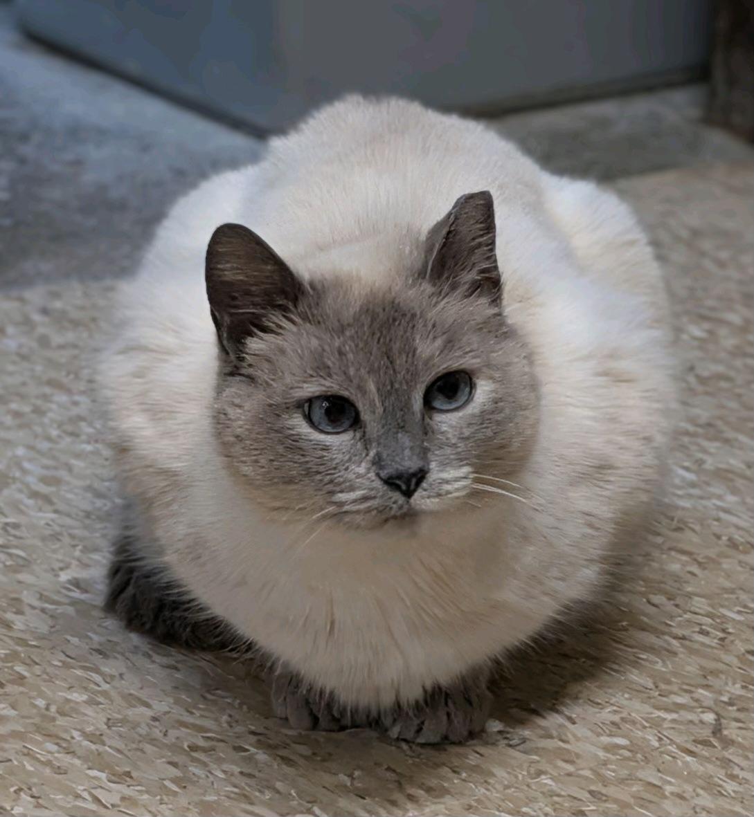 Enlarge Meredith (her son is McSteamy), a Adoptable Siamese in Columbus, OH image 3/6