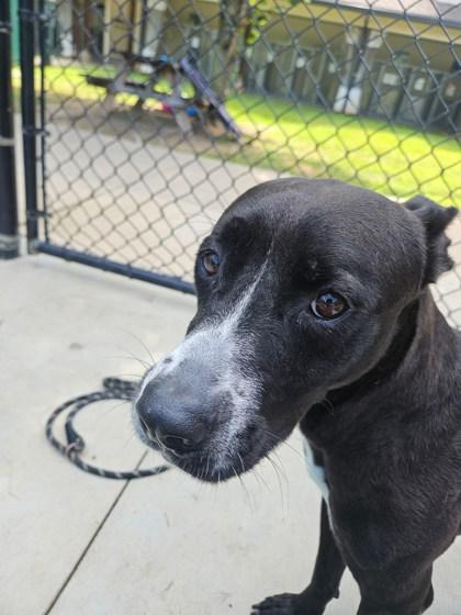 Enlarge Nyla 732-25, a Adoptable mixed breed in Cumming, GA image 1/1