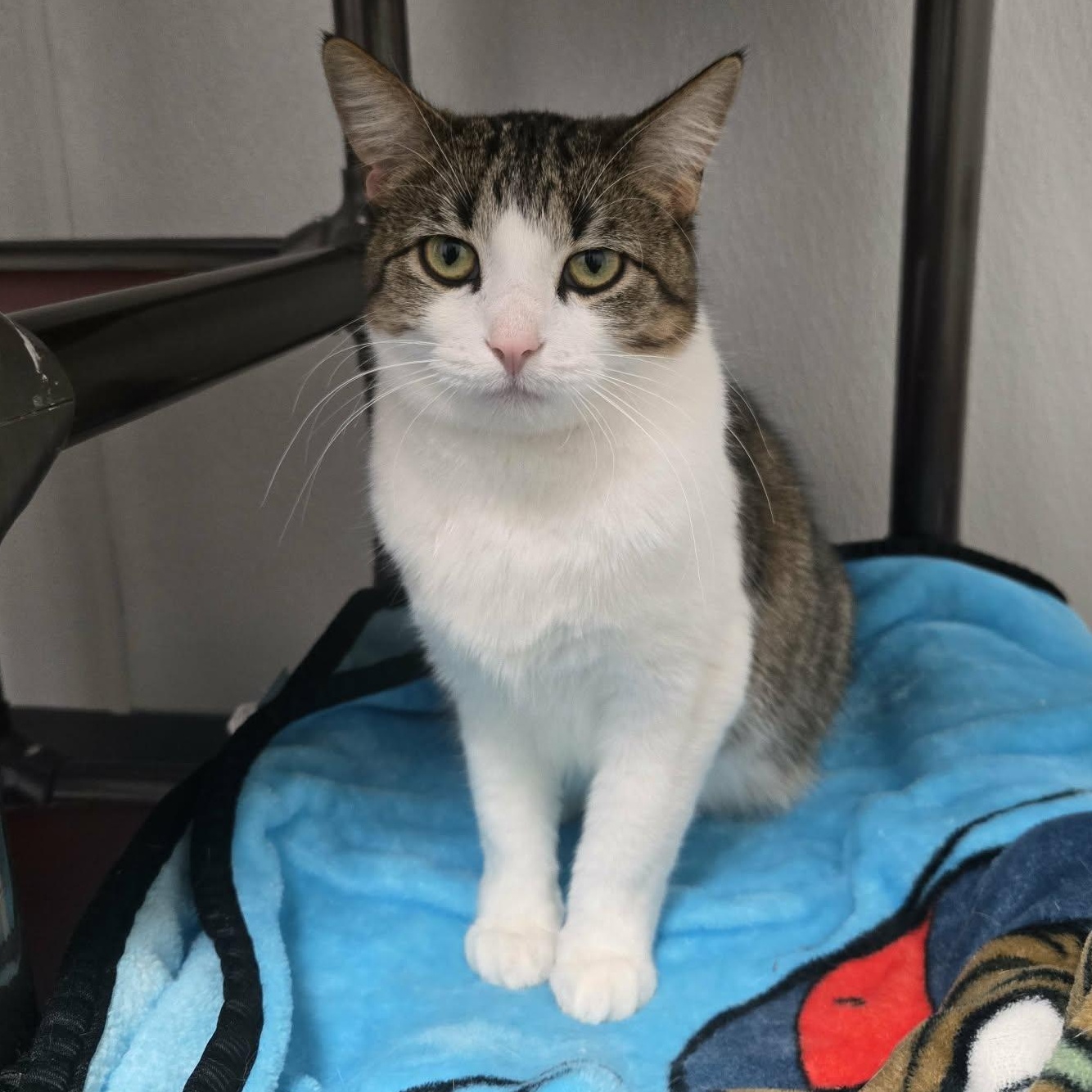 Enlarge Acorn and Gourd *Bonded Pair*, a Adoptable Domestic Short Hair in Watertown, WI image 5/5