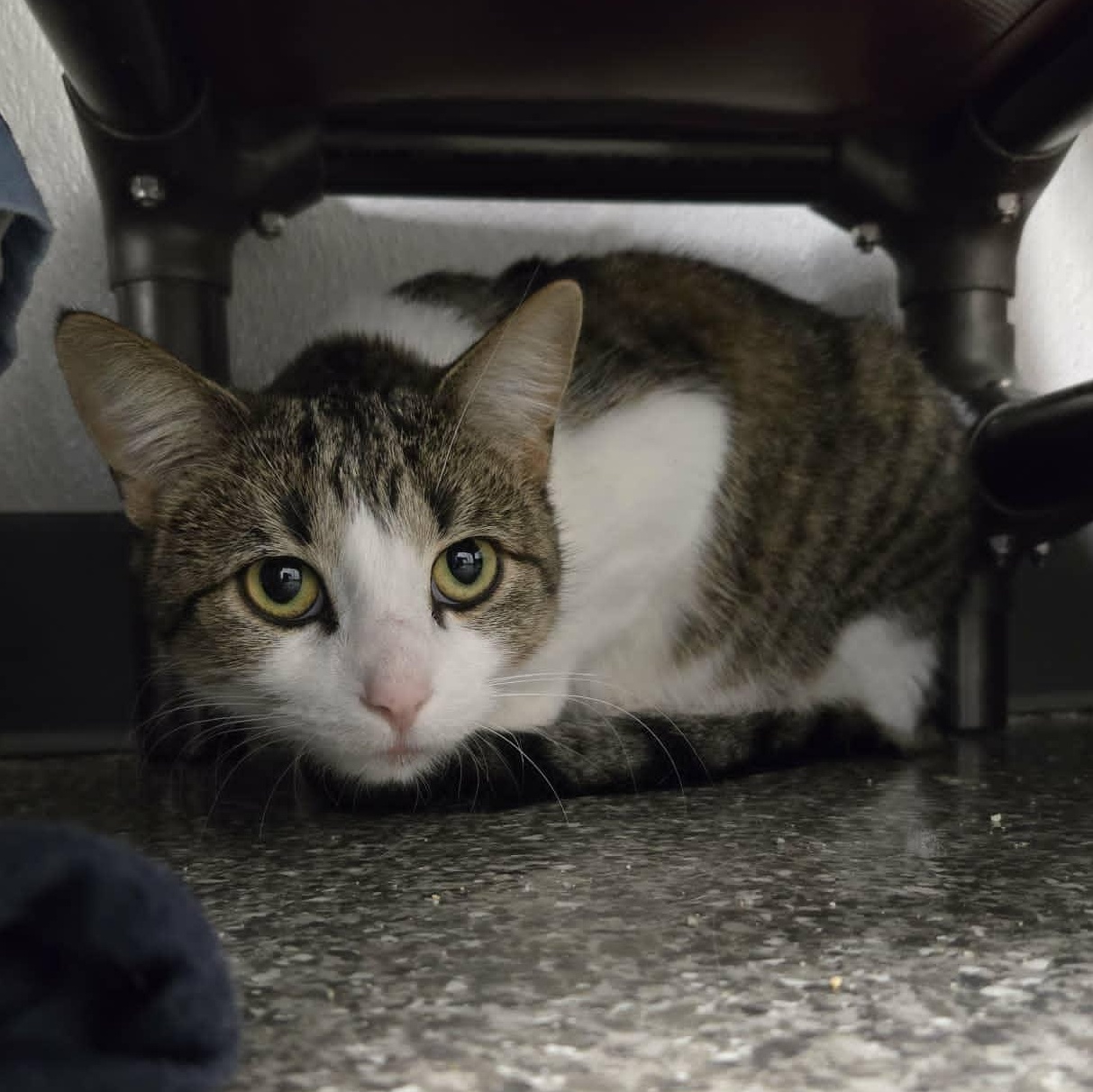 Enlarge Acorn and Gourd *Bonded Pair*, a Adoptable Domestic Short Hair in Watertown, WI image 2/3