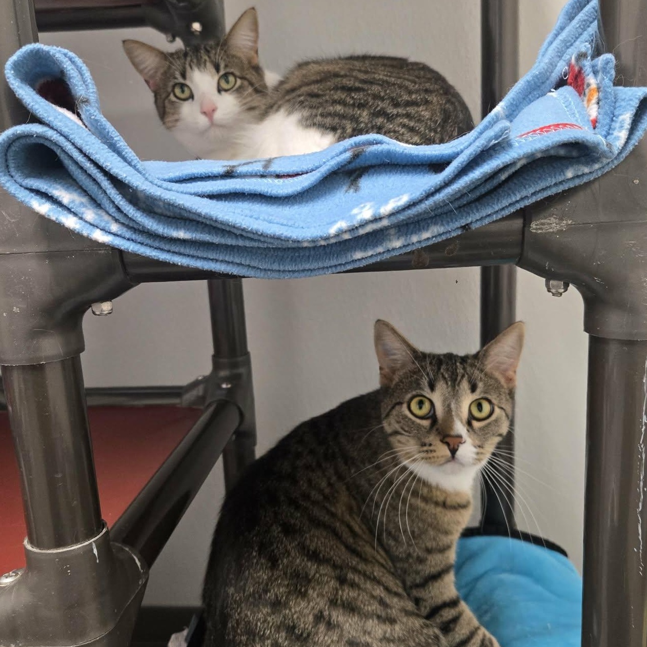 Enlarge Acorn and Gourd *Bonded Pair*, a Adoptable Domestic Short Hair in Watertown, WI image 1/5