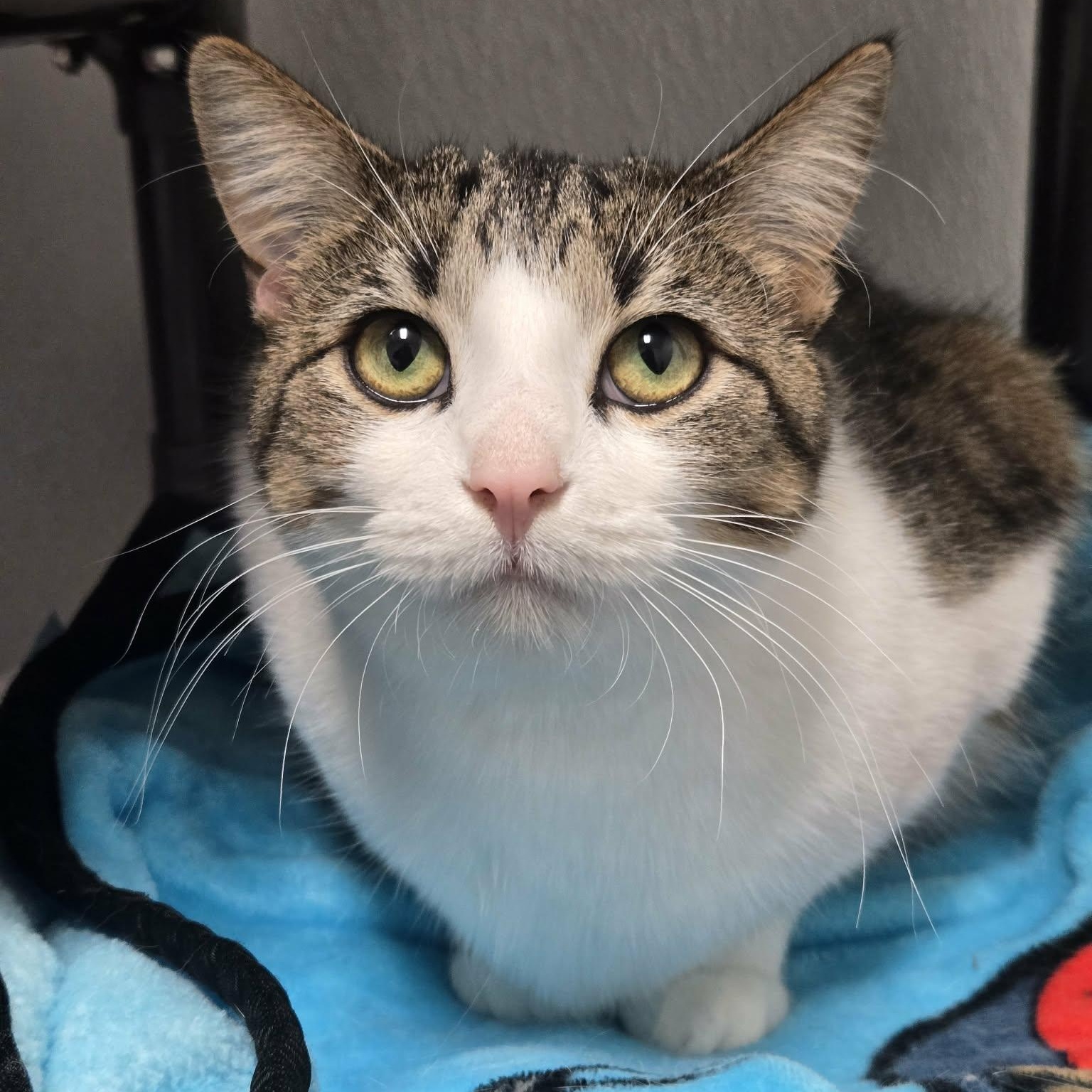 Enlarge Acorn and Gourd *Bonded Pair*, a Adoptable Domestic Short Hair in Watertown, WI image 4/5