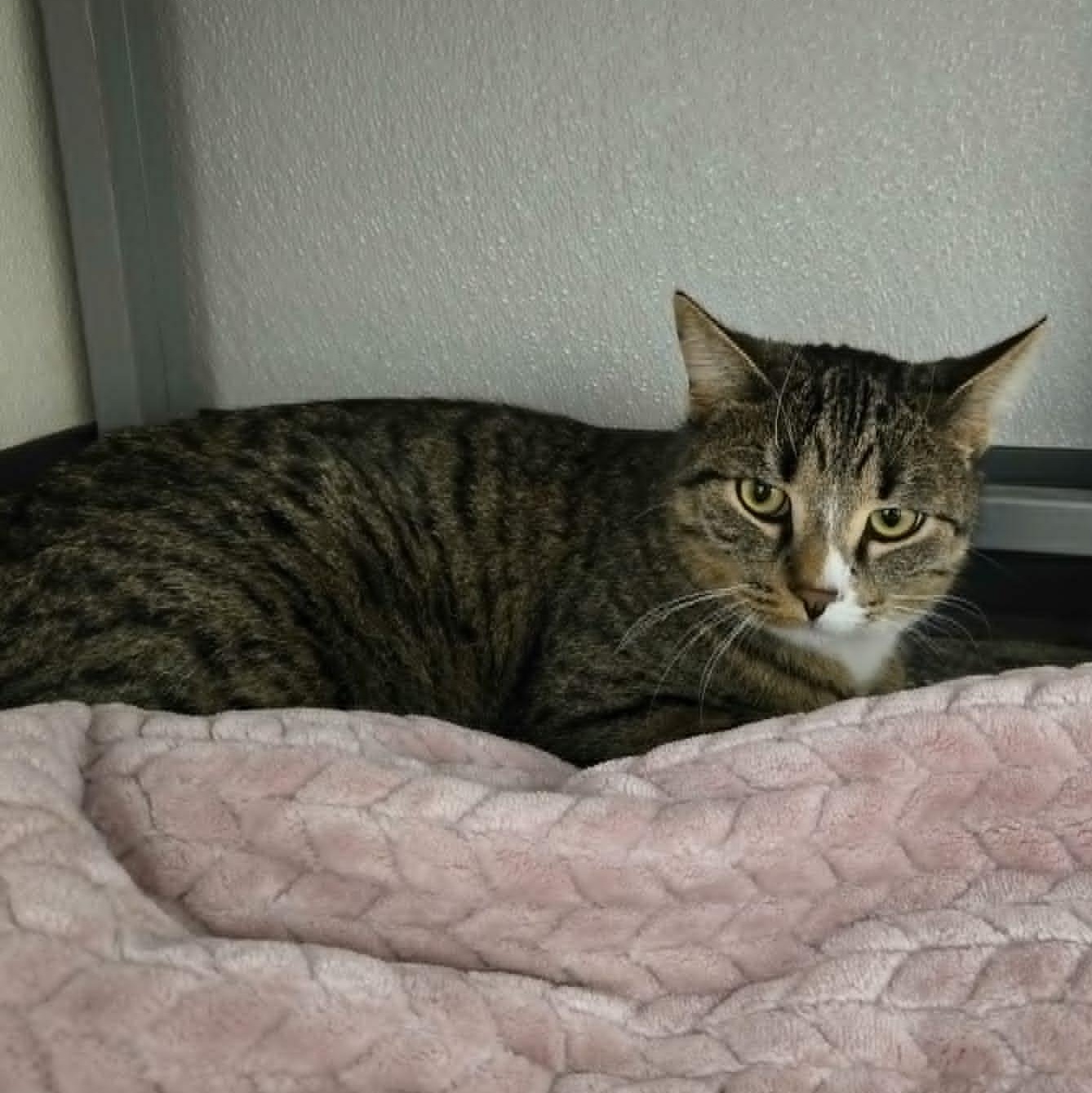 Enlarge Acorn and Gourd *Bonded Pair*, a Adoptable Domestic Short Hair in Watertown, WI image 3/3