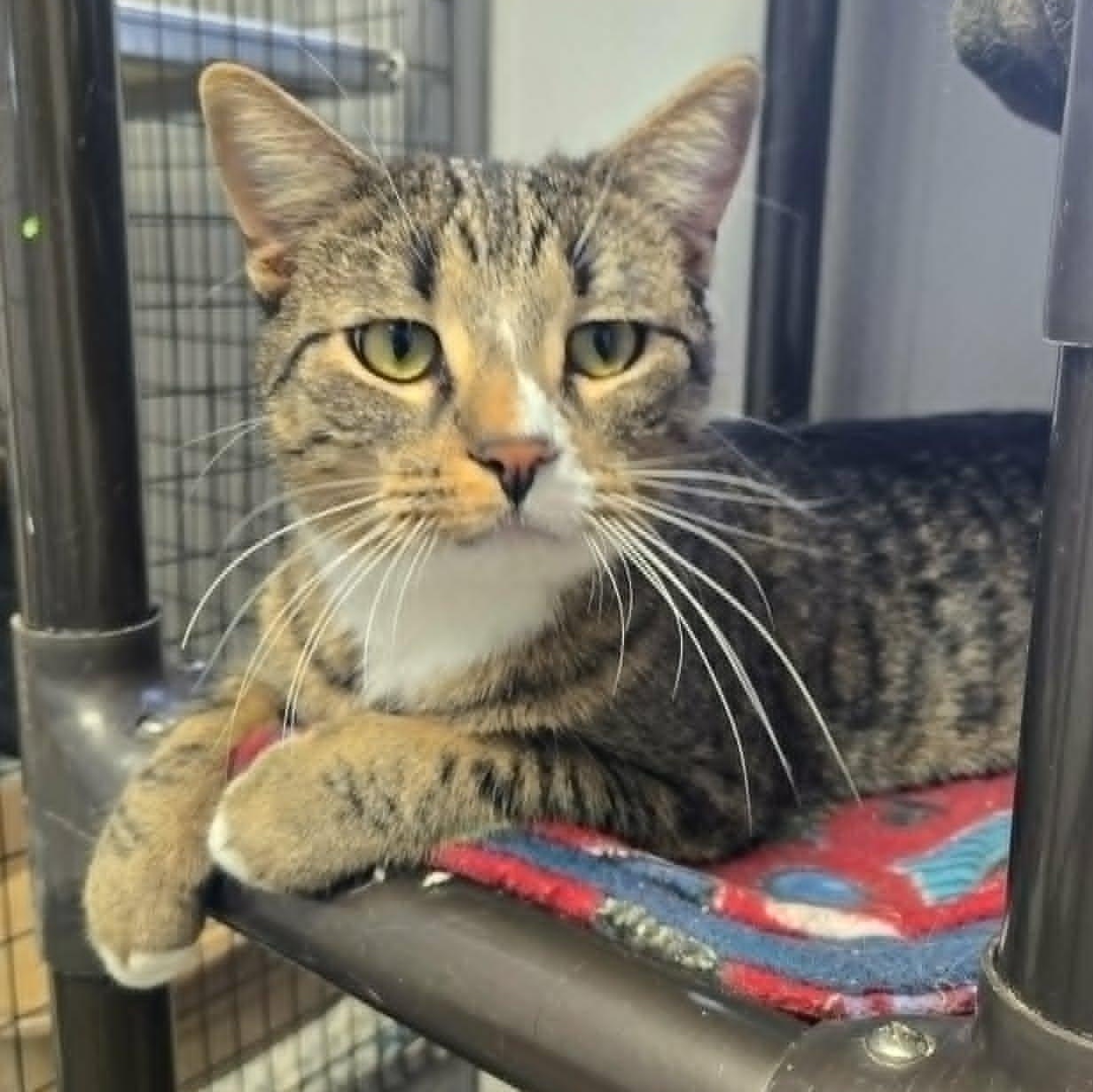 Acorn and Gourd *Bonded Pair*, Adoptable, Young Male Domestic Short Hair.