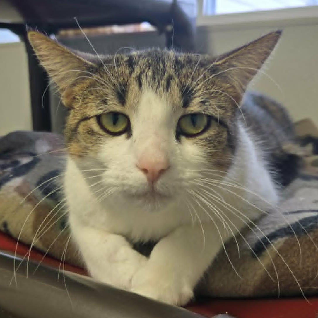 Enlarge Acorn and Gourd *Bonded Pair*, a Adoptable Domestic Short Hair in Watertown, WI image 2/3