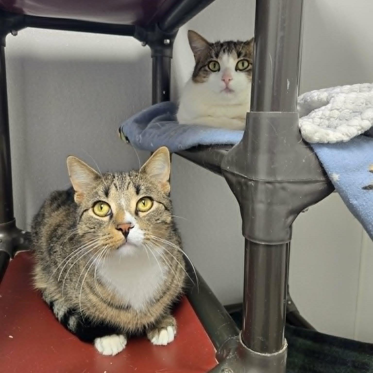 Enlarge Acorn and Gourd *Bonded Pair*, a Adoptable Domestic Short Hair in Watertown, WI image 1/3