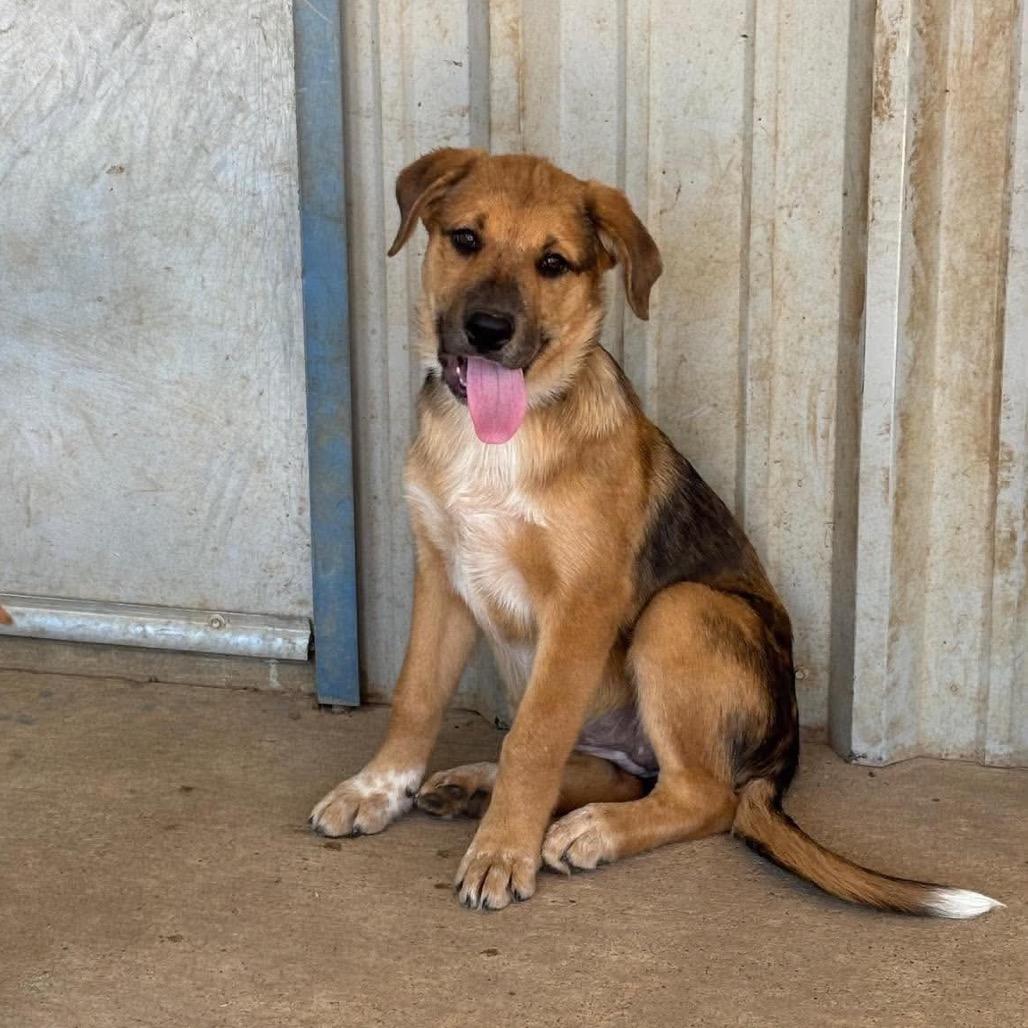 Enlarge Dandy, a Adoptable mixed breed in Wadena, MN image 2/6