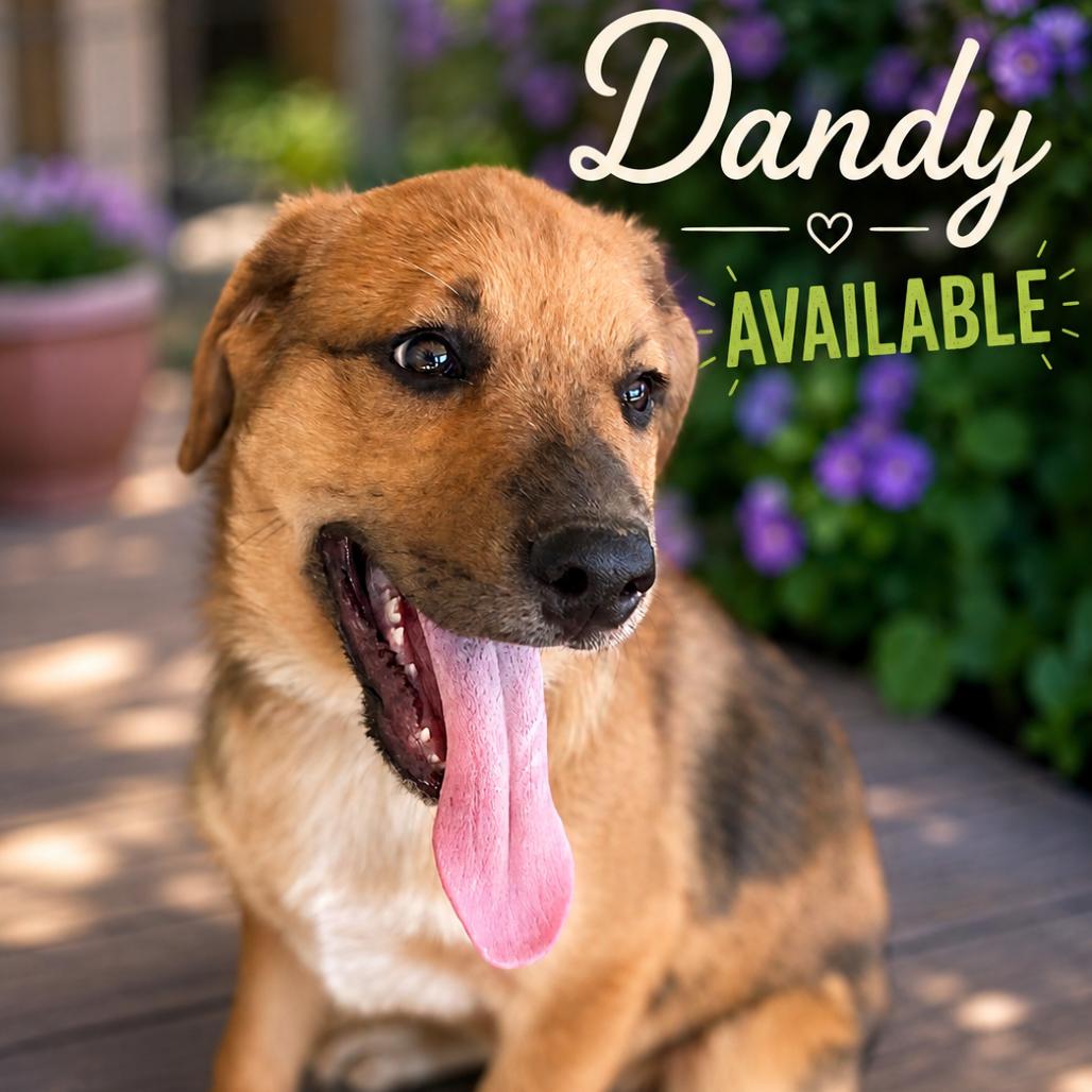 Enlarge Dandy, a Adoptable mixed breed in Waite Park, MN image 2/6