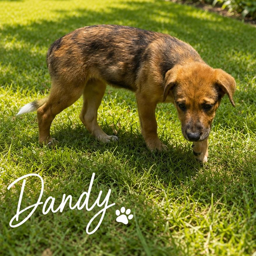 Enlarge Dandy, a Adoptable mixed breed in Waite Park, MN image 5/6