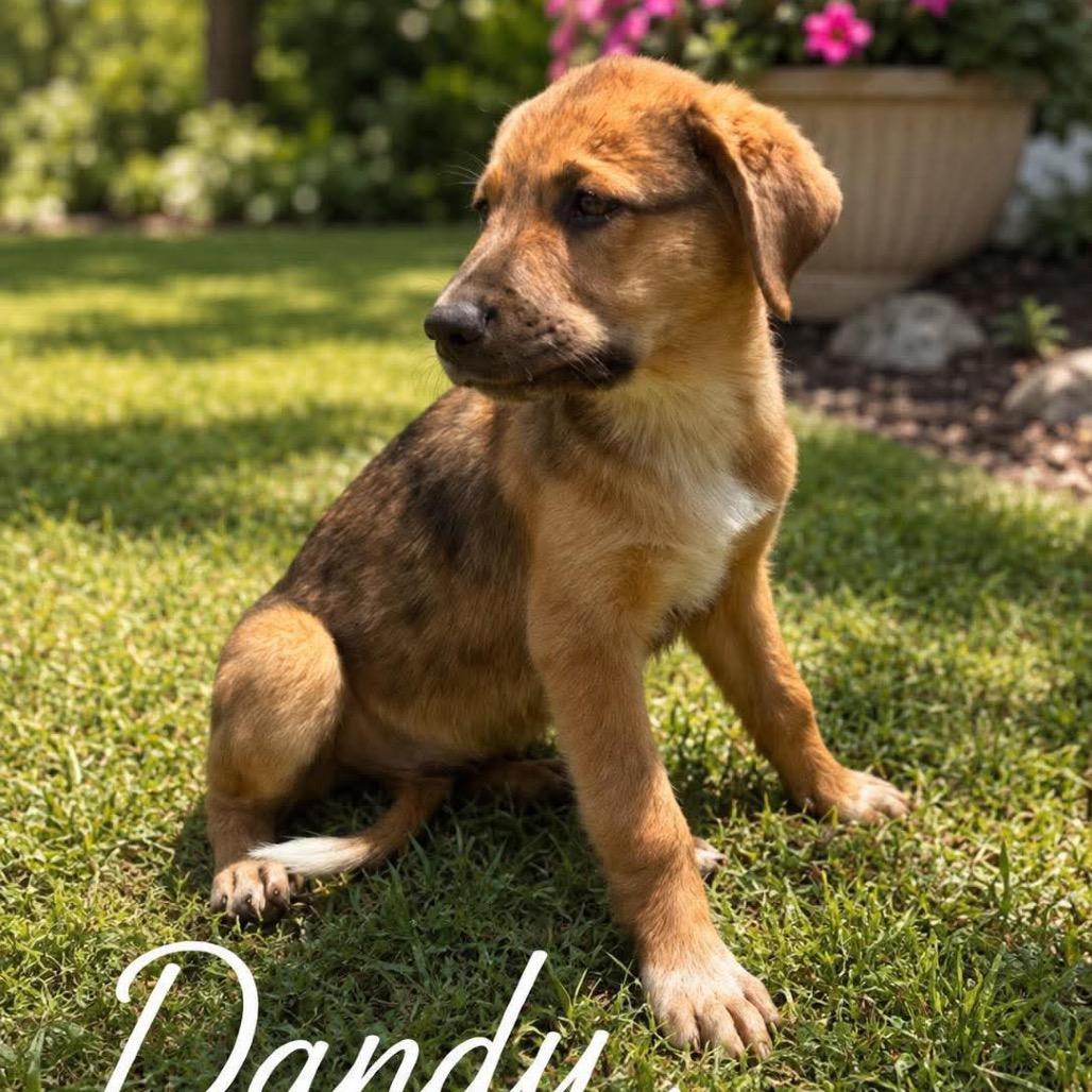 Enlarge Dandy, a Adoptable mixed breed in Wadena, MN image 5/6
