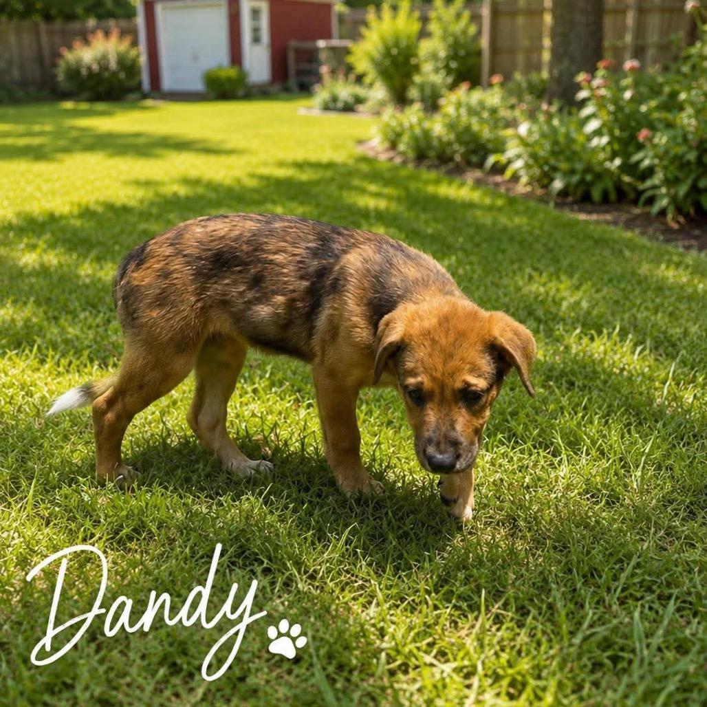 Enlarge Dandy, a Adoptable mixed breed in Wadena, MN image 6/6