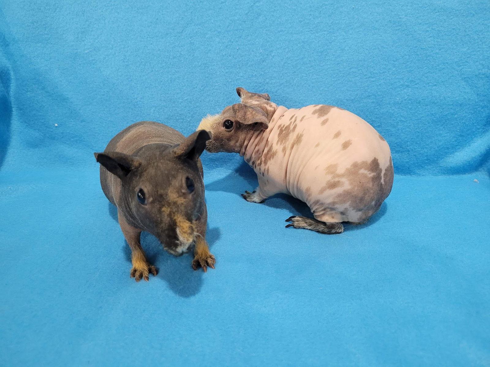 Andy, a Adopted Guinea Pig in Baton Rouge, LA image 1/2