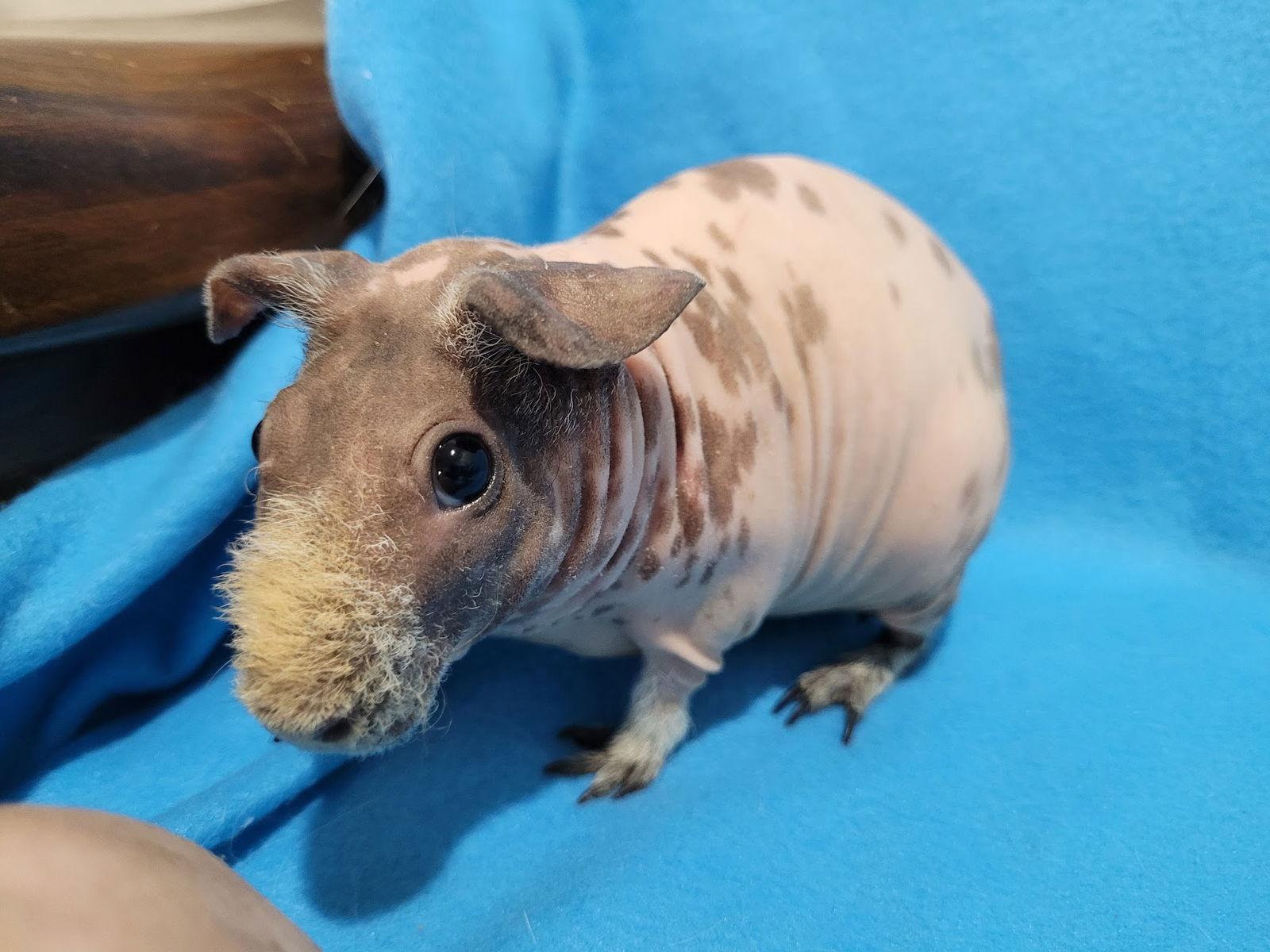 Andy, a Adopted Guinea Pig in Baton Rouge, LA image 2/2
