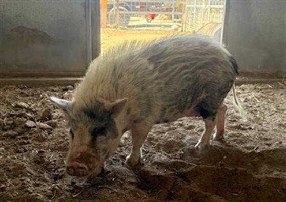 PIGCASSO, Adoptable, Adult Female Pig.