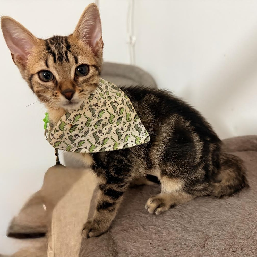 Trouble, adopted, Kitten Male Tabby & Bengal.