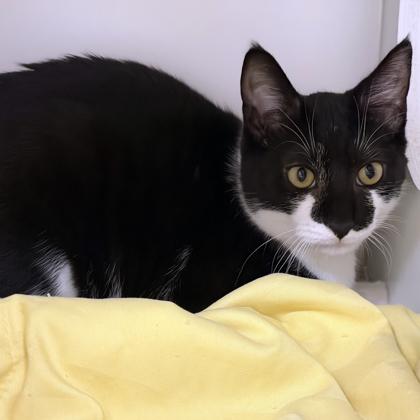 Enlarge Zoltan, a Adoptable Domestic Short Hair in Voorhees, NJ image 2/3