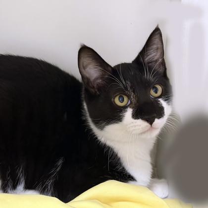 Enlarge Zoltan, a Adoptable Domestic Short Hair in Voorhees, NJ image 3/3