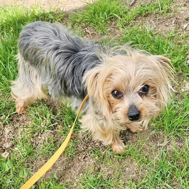 Enlarge PEPSI, an adopted Yorkshire Terrier in Schnecksville, PA image 1/1