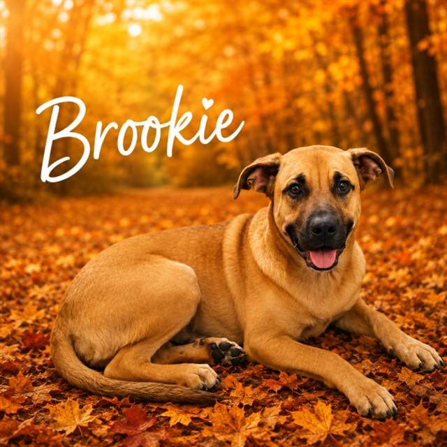 BROOKIE, Adoptable, Young Male Black Mouth Cur.