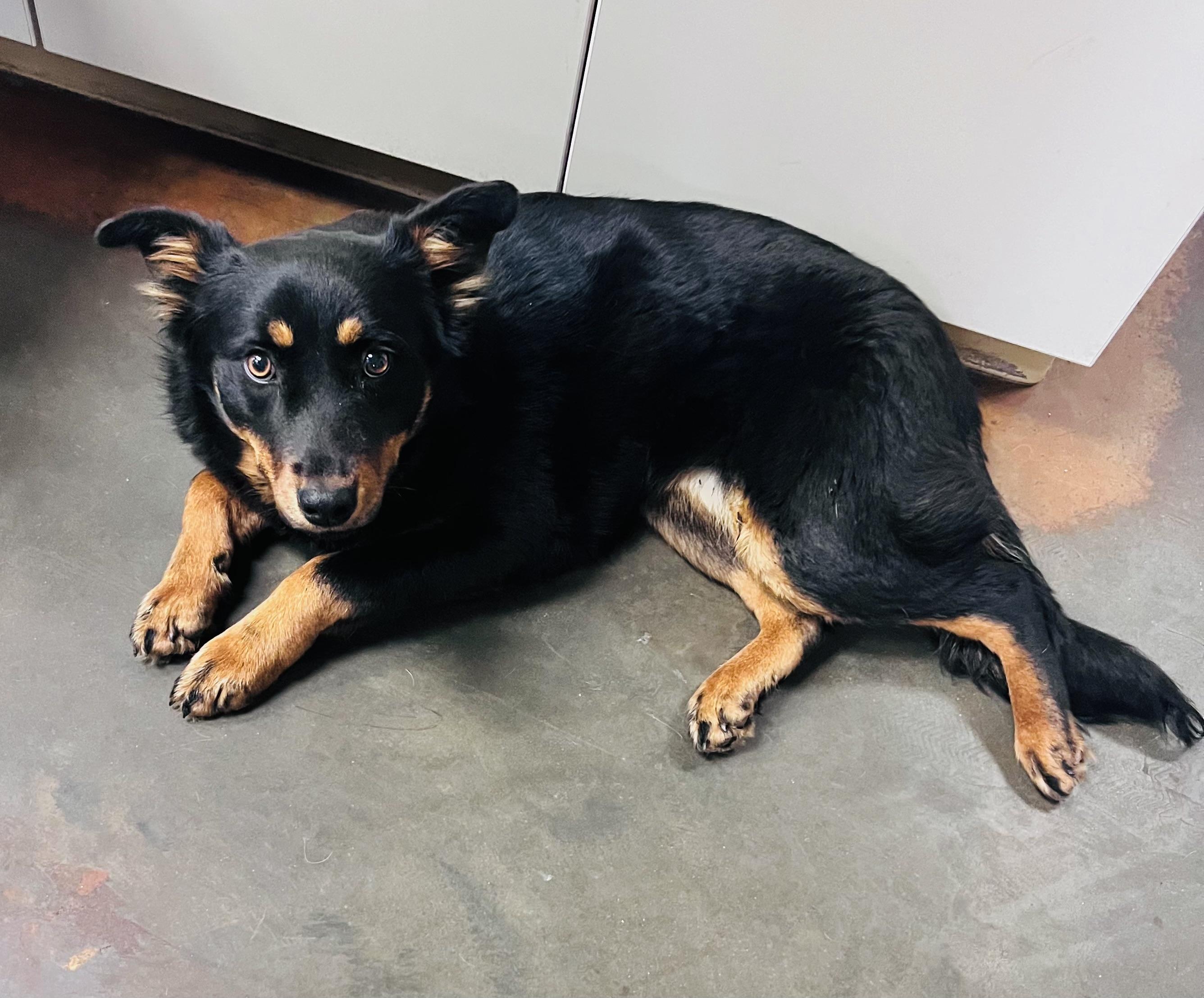 Hailey , adopted, Adult Female Corgi & Australian Shepherd.