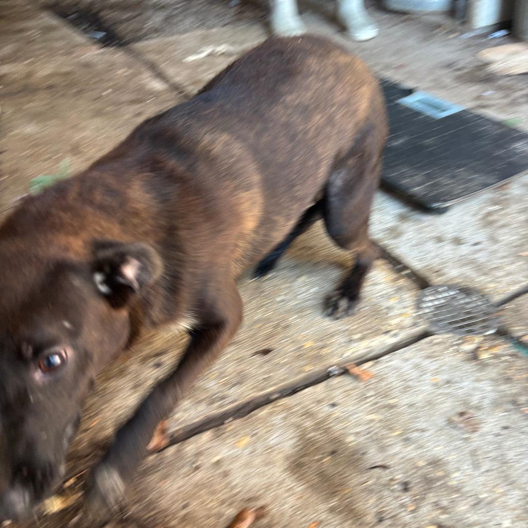 Zoey, a Adoptable Mixed Breed in Laurel, MS image 1/3