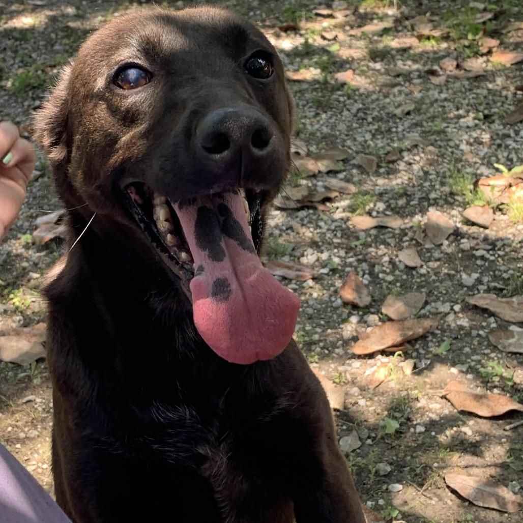 Zoey, a Adoptable Mixed Breed in Laurel, MS image 2/3