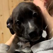 Zoey, a Adoptable Mixed Breed in Laurel, MS image 3/3