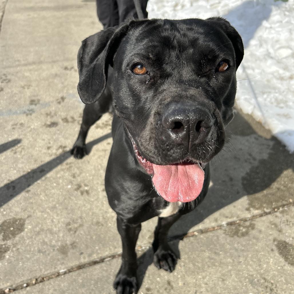 Luna, Adoptable, Puppy Female Cane Corso.