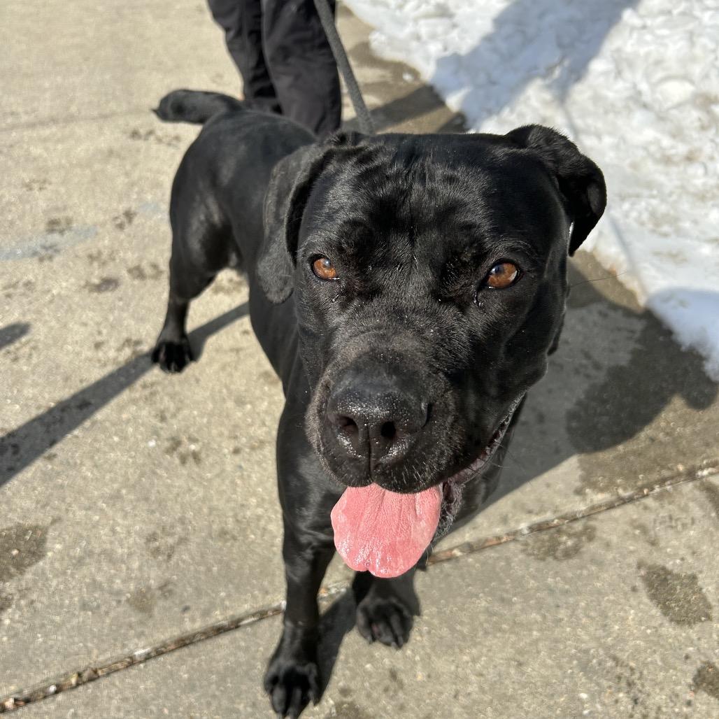 Luna, a Adoptable Cane Corso in Newark, NJ image 2/6