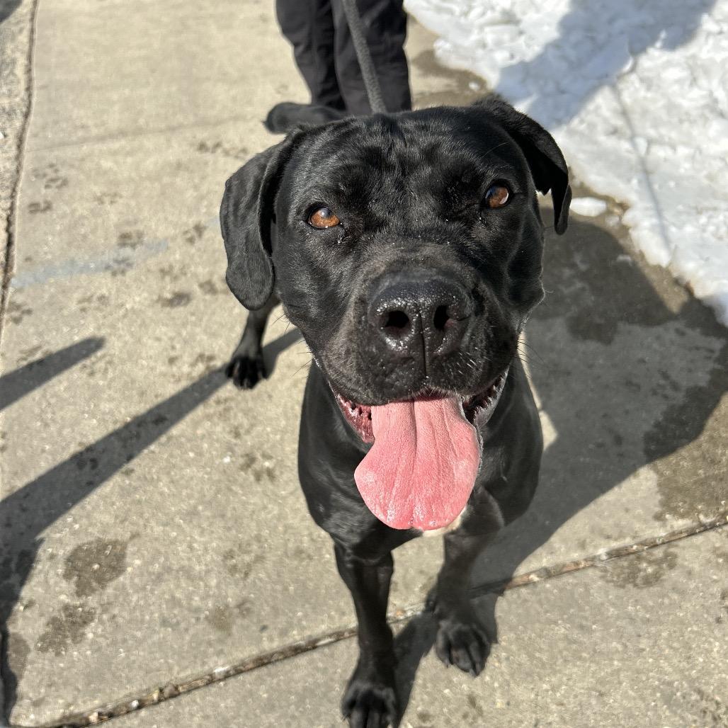 Luna, a Adoptable Cane Corso in Newark, NJ image 3/6