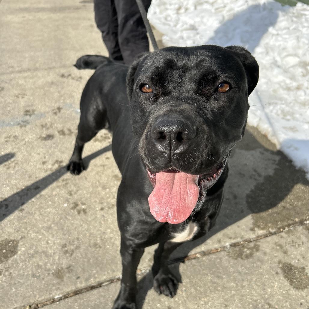 Luna, a Adoptable Cane Corso in Newark, NJ image 4/6