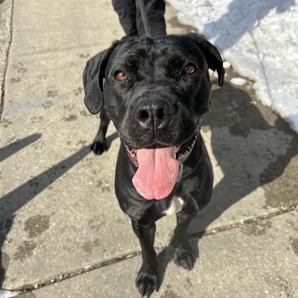 Luna, a Adoptable Cane Corso in Newark, NJ image 5/6