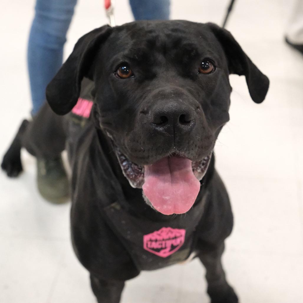 Luna, a Adoptable Cane Corso in Newark, NJ image 6/6