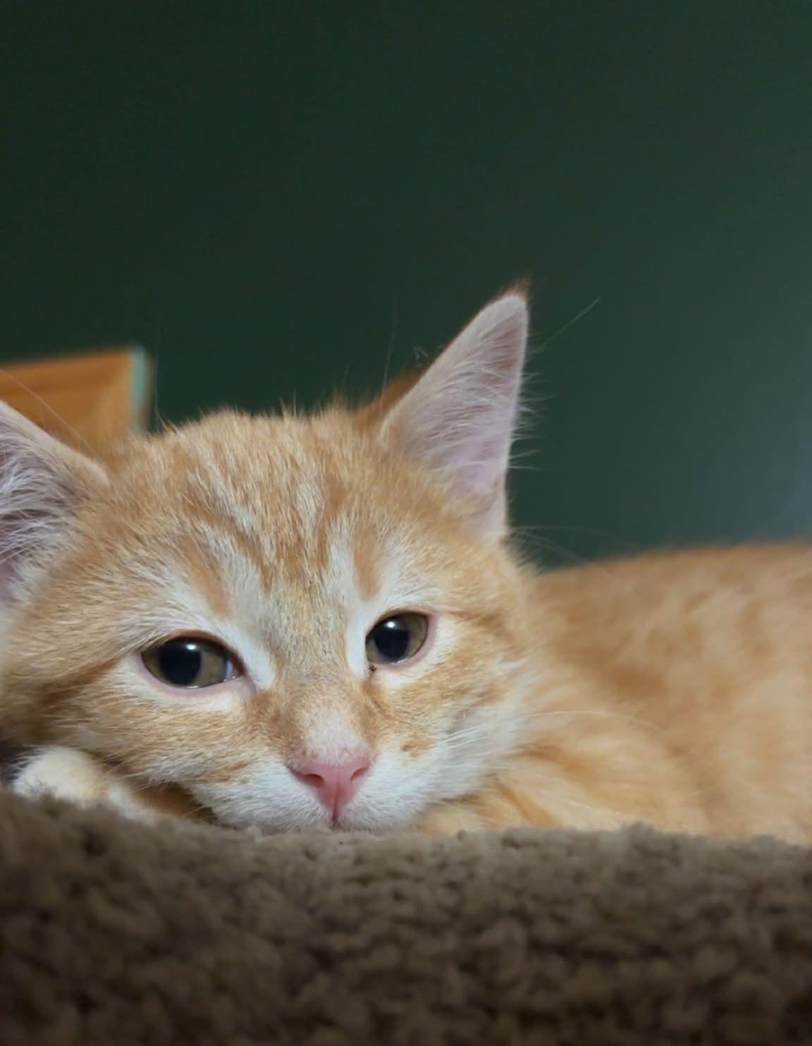Jingle, Adoptable, Kitten Male Domestic Short Hair.