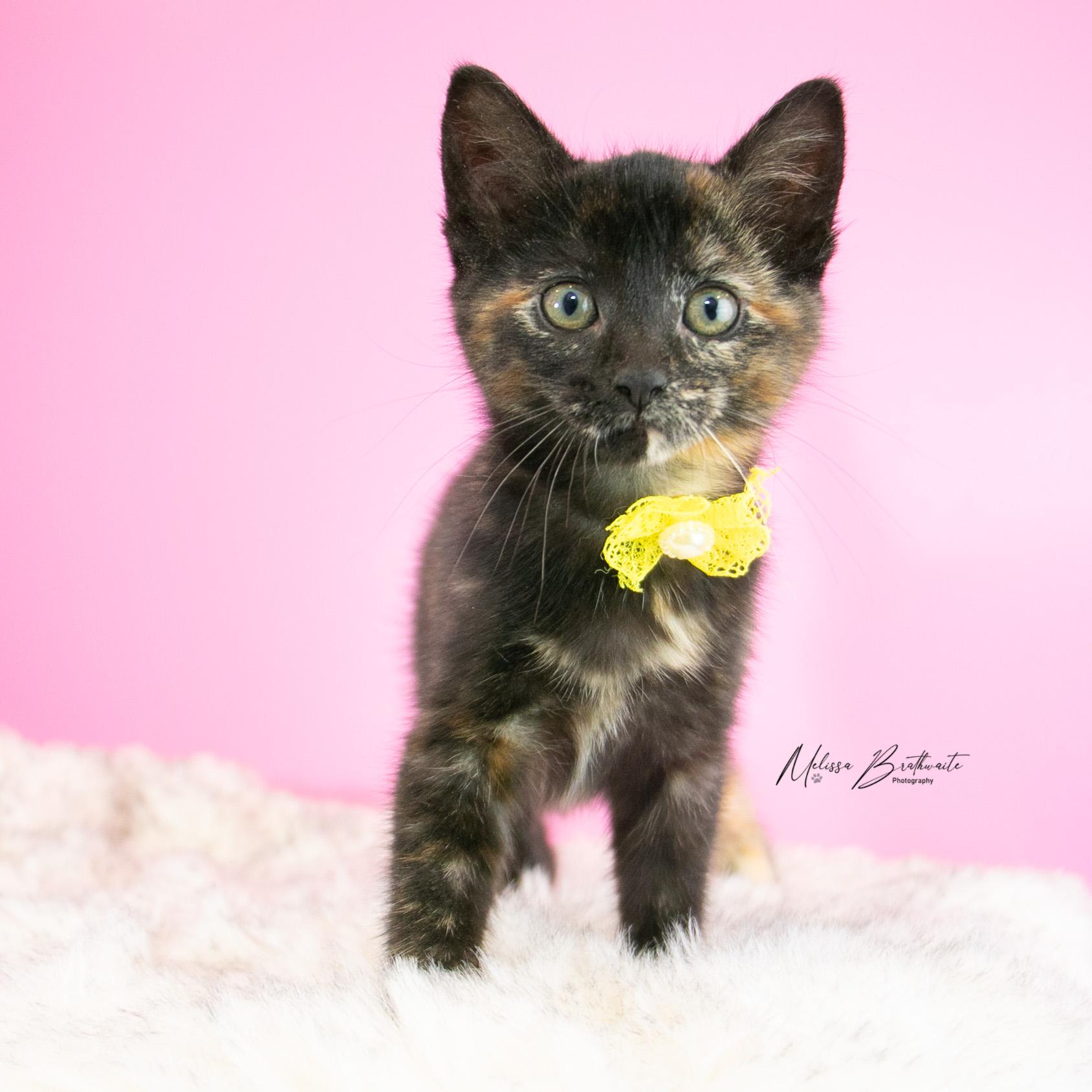 Enlarge Polly, a Adoptable Tortoiseshell in Calgary, AB image 3/4