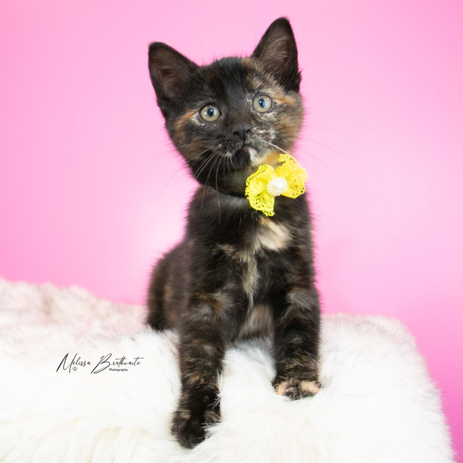Enlarge Polly, a Adoptable Tortoiseshell in Calgary, AB image 2/4