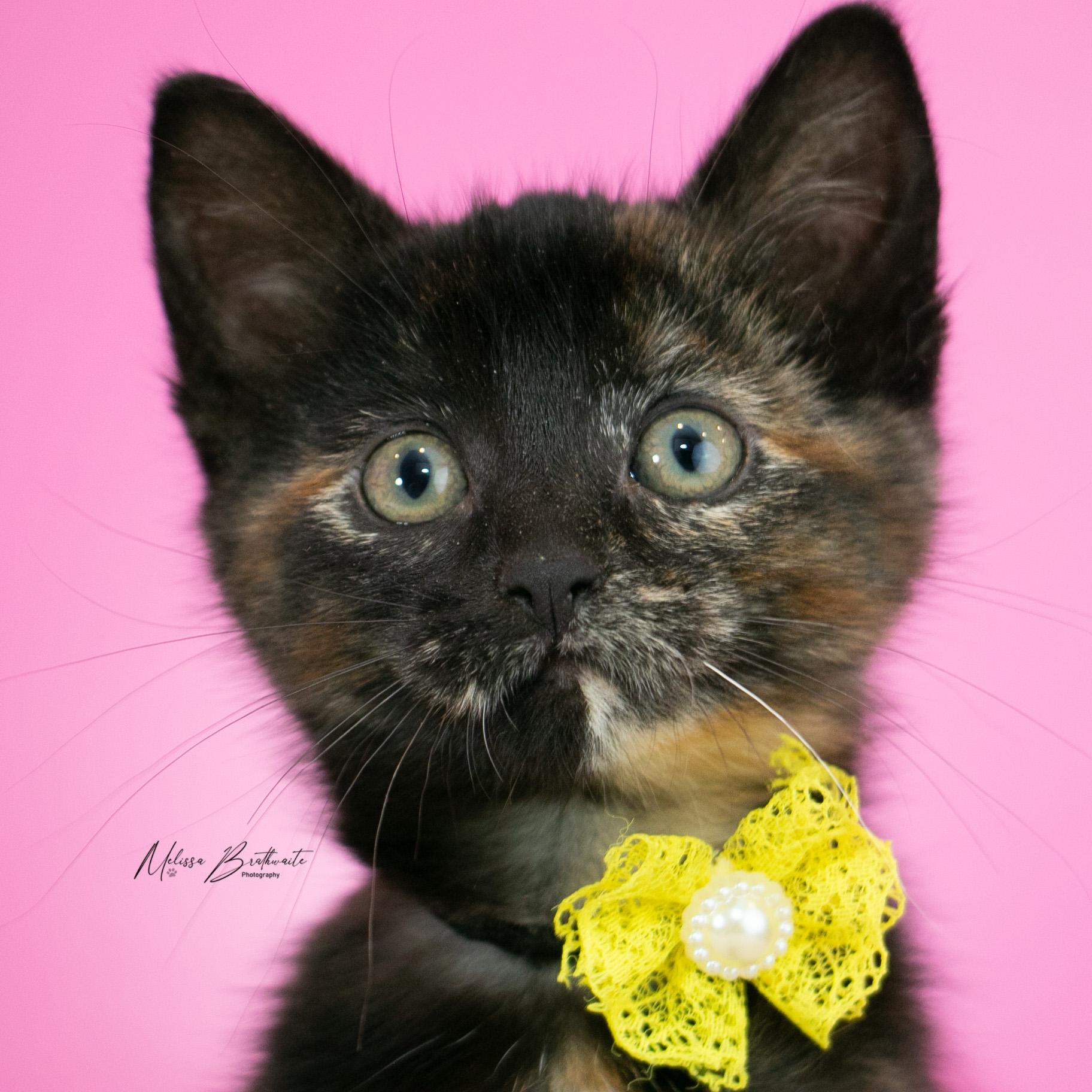 Enlarge Polly, a Adoptable Tortoiseshell in Calgary, AB image 4/4