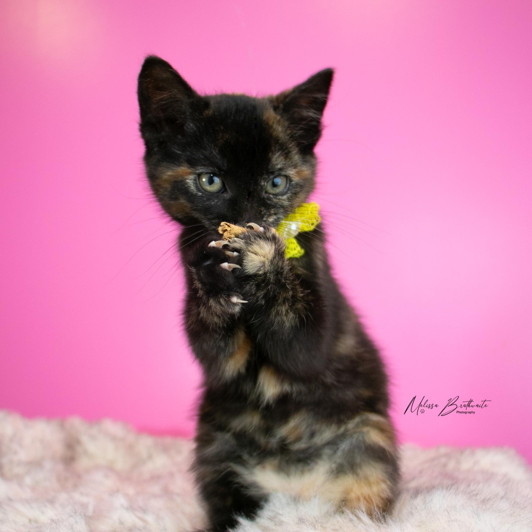 Enlarge Polly, a Adoptable Tortoiseshell in Calgary, AB image 1/4