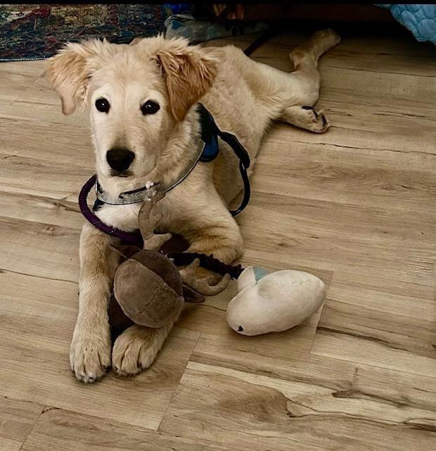 Enlarge Sully, a Adopted mixed breed in Ephrata, WA image 1/2