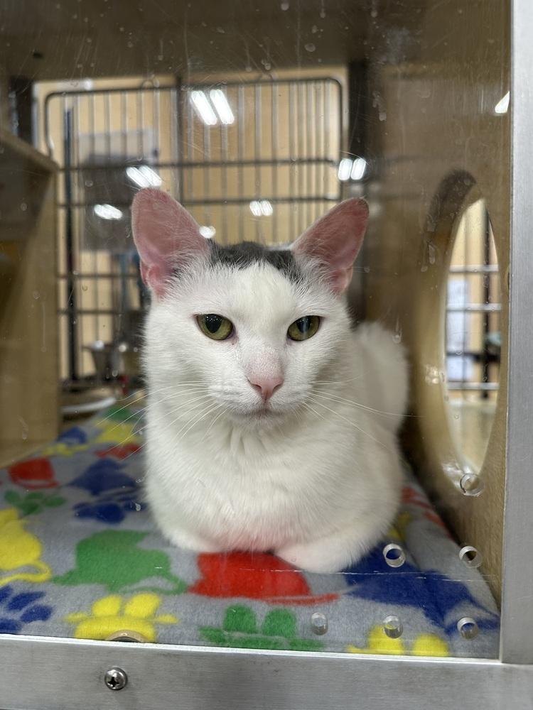 Enlarge Lubs, a Adoptable Domestic Short Hair in East hartford, CT image 1/2