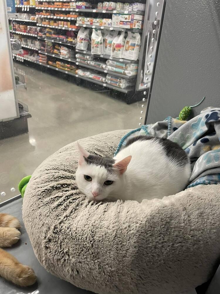 Enlarge Lubs, a Adoptable Domestic Short Hair in East hartford, CT image 2/2