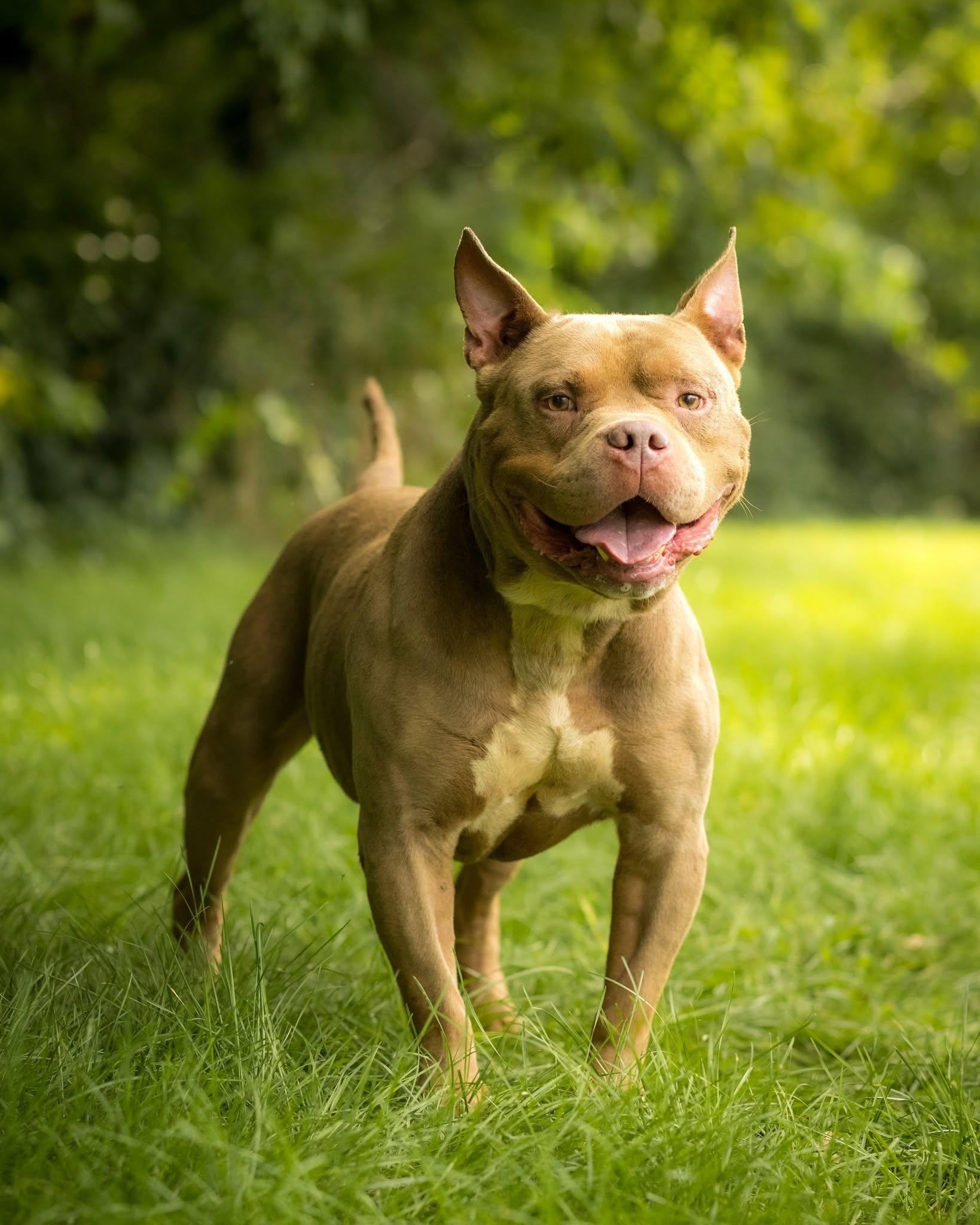 Enlarge HAMM (0109), a ADOPTABLE mixed breed in Bridgeport, CT image 1/1