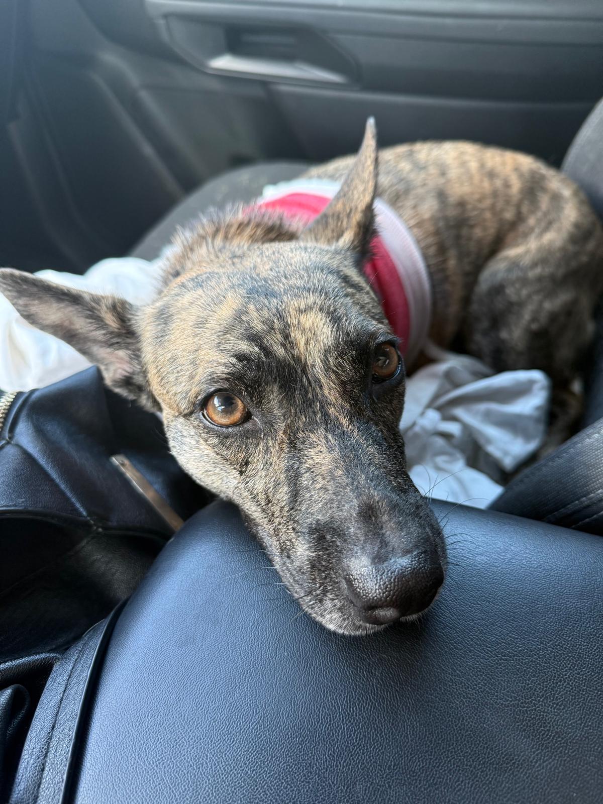 Isandra, ADOPTABLE, Young Female Tennessee Treeing Brindle & Dutch Shepherd.