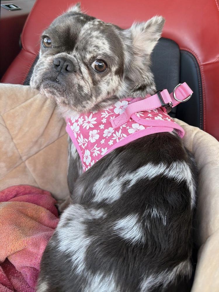 Enlarge Cash, a Adoptable French Bulldog in Fort Lauderdale, FL image 1/5